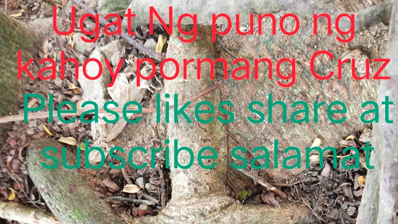 Ugat Ng Puno Ng kahoy naging Cruz