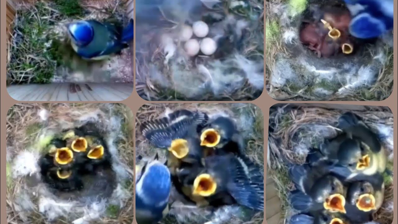 Nest Building to Fledging (and Every step in Between)