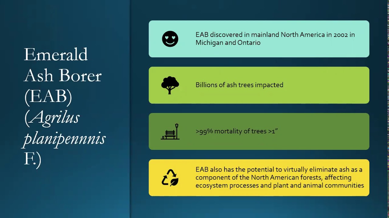 Dealing with Ash Trees: When to Climb, and What to Do If You Can't