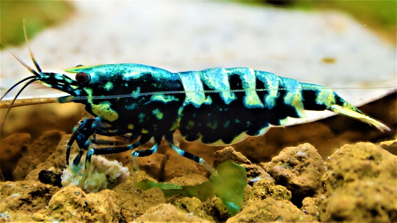 How To Cull Blue Bolt Shrimp From Galaxy Fishbone Tank