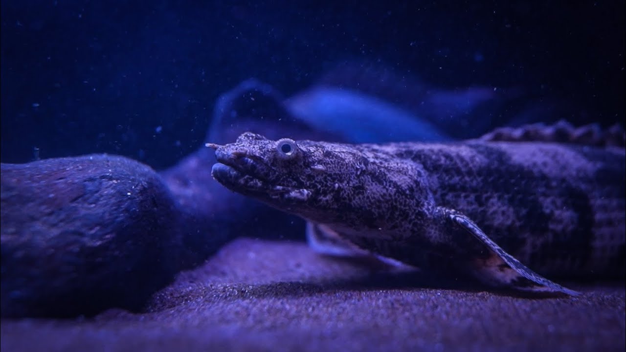 Bichir Update (last update before the move!)
