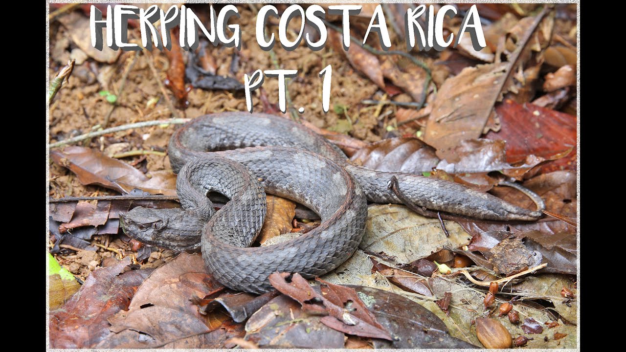 Costa Rica Herping Part 1 - Yatama Ecolodge