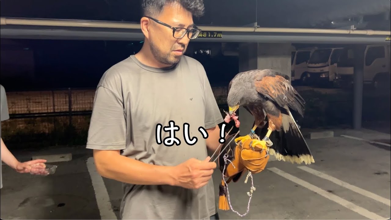 【シュール回】鷹の名前を発表します！【とっくにネタバレ説】