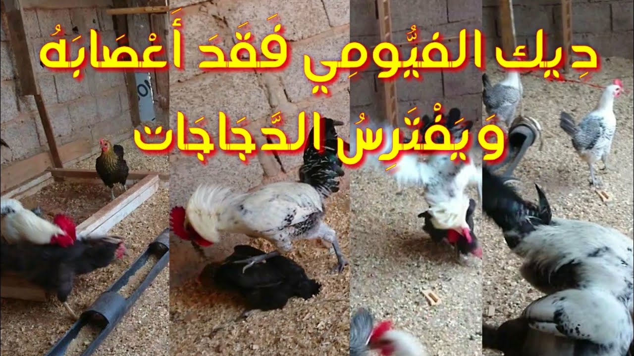 تربية الدجاج فوق سطح المنزل، ديك الفيومي فقد اعصابه 😱