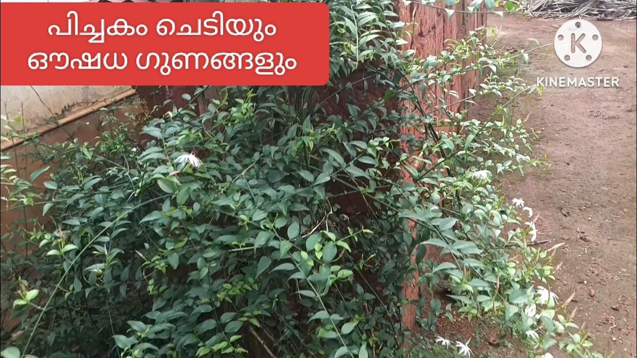 പിച്ചകം പ്ലാന്റ് #ഔഷധ ഗുണങ്ങൾ #PICHAKAM#PICHI