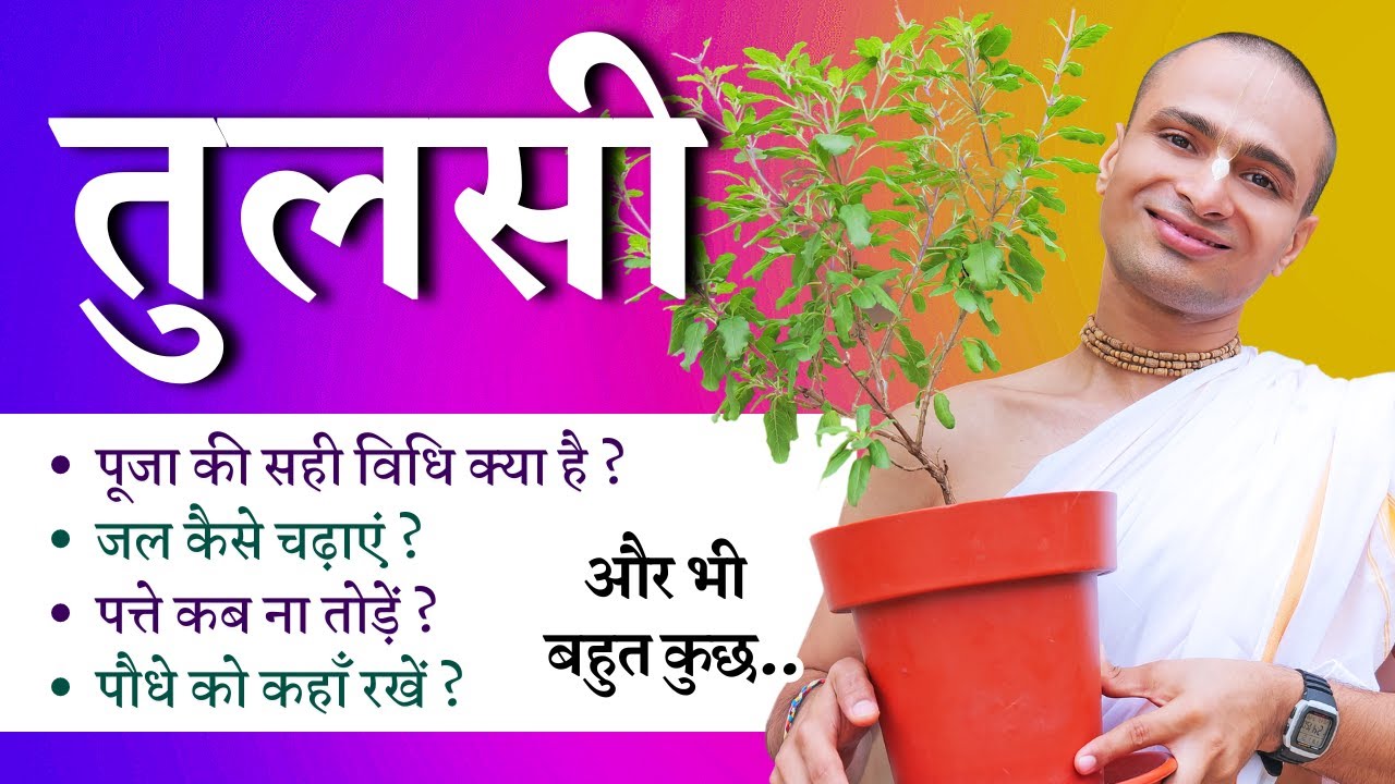 Tulsi Aarti Puja Kaise Karen? घर पर तुलसी की देखरेख और पूजा करने की पूरी विधि