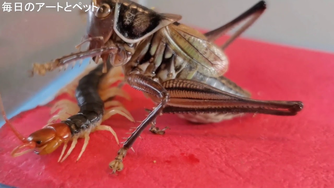 Boxing   Centipede VS Scorpion VS mantis Best match in 2021.ムカデ、サソリ、クリケット、カマキリ、ウナギ、今年の最も素晴らしい動物。