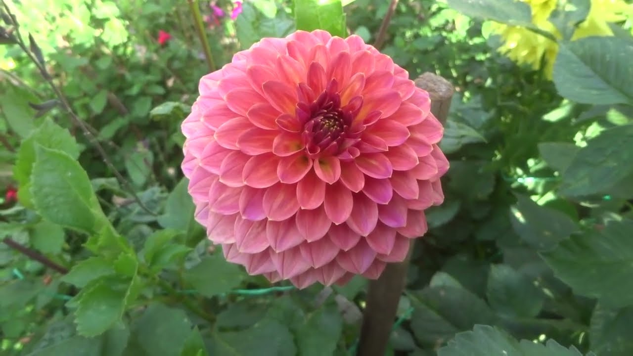 Geoff & Heather's dahlia garden 25 August 2025