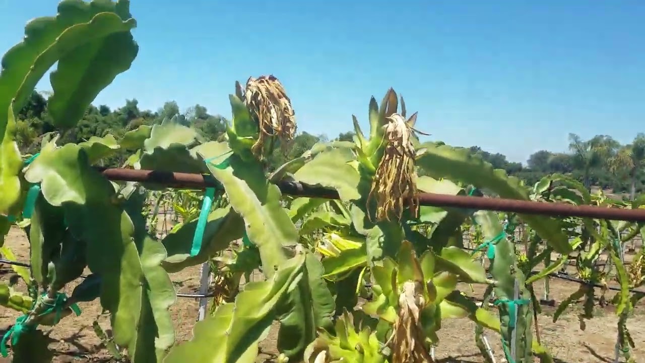 beauty of thinning dragon fruit