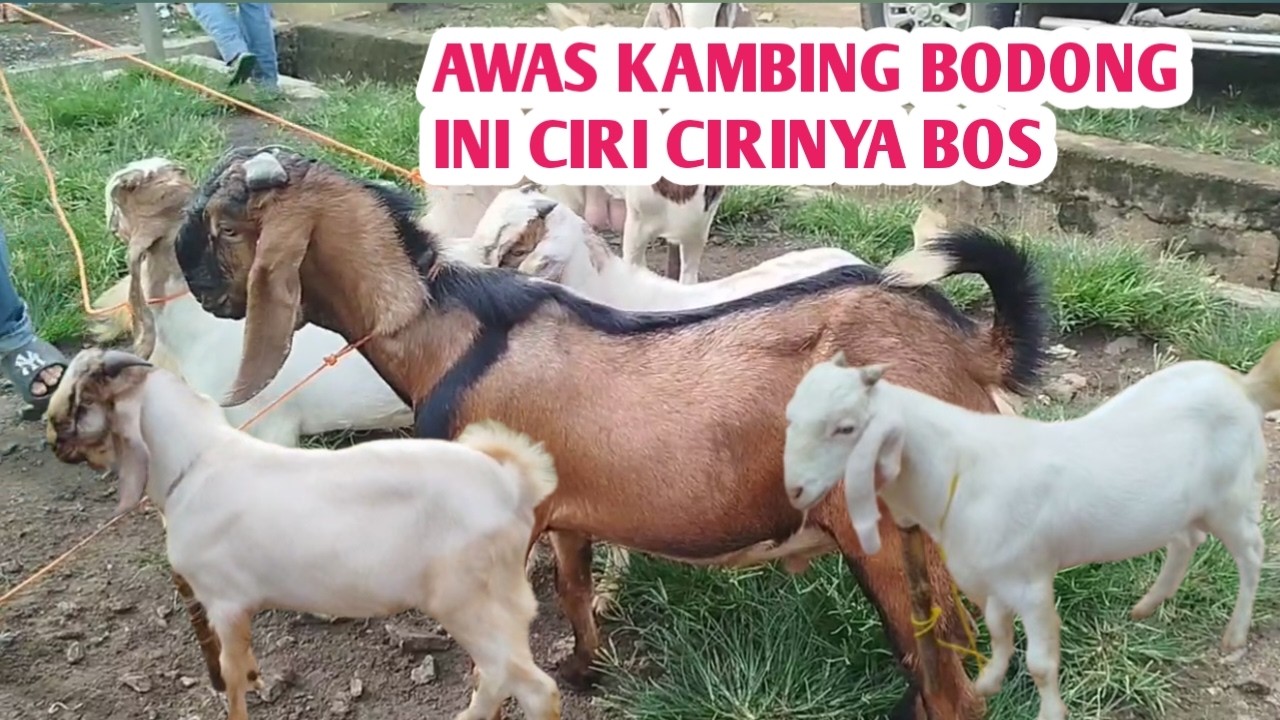AWAS KAMBING BODONG !!! INI CIRI CIRINYA BOS