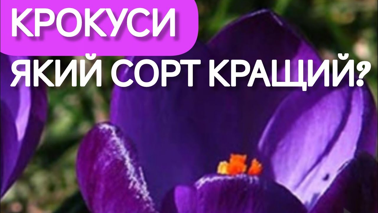ТОП-10 найкращих сортів крокусів: обираємо першоцвіти для саду
