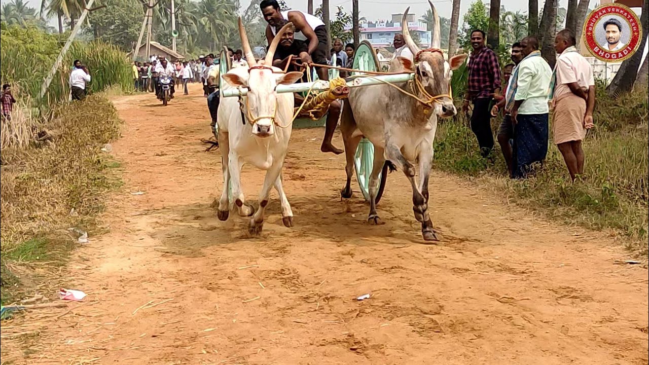 State level bullock cart race at kaikaluru(29-01-2021)/winners in Juniors category