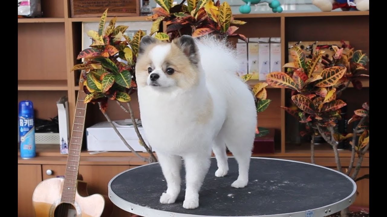 윤형석애견미용원 James' Dog grooming Salon First time