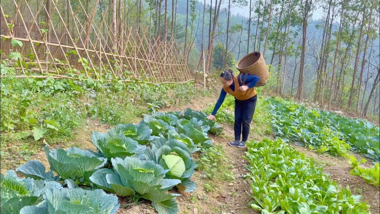 Harvesting kale, broccoli, tomatoes, cabbage to sell at the market