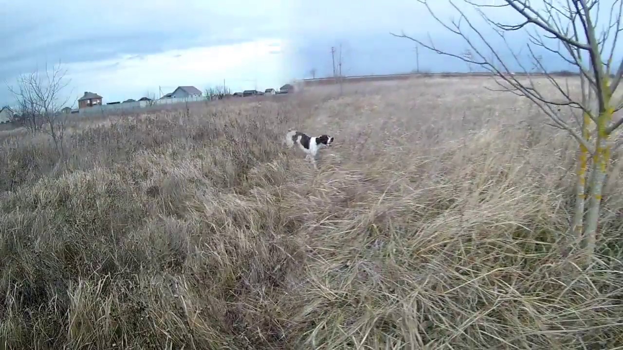 Охотничьи собаки. Английский пойнтер. Работа по фазану. Pointer and pheasant
