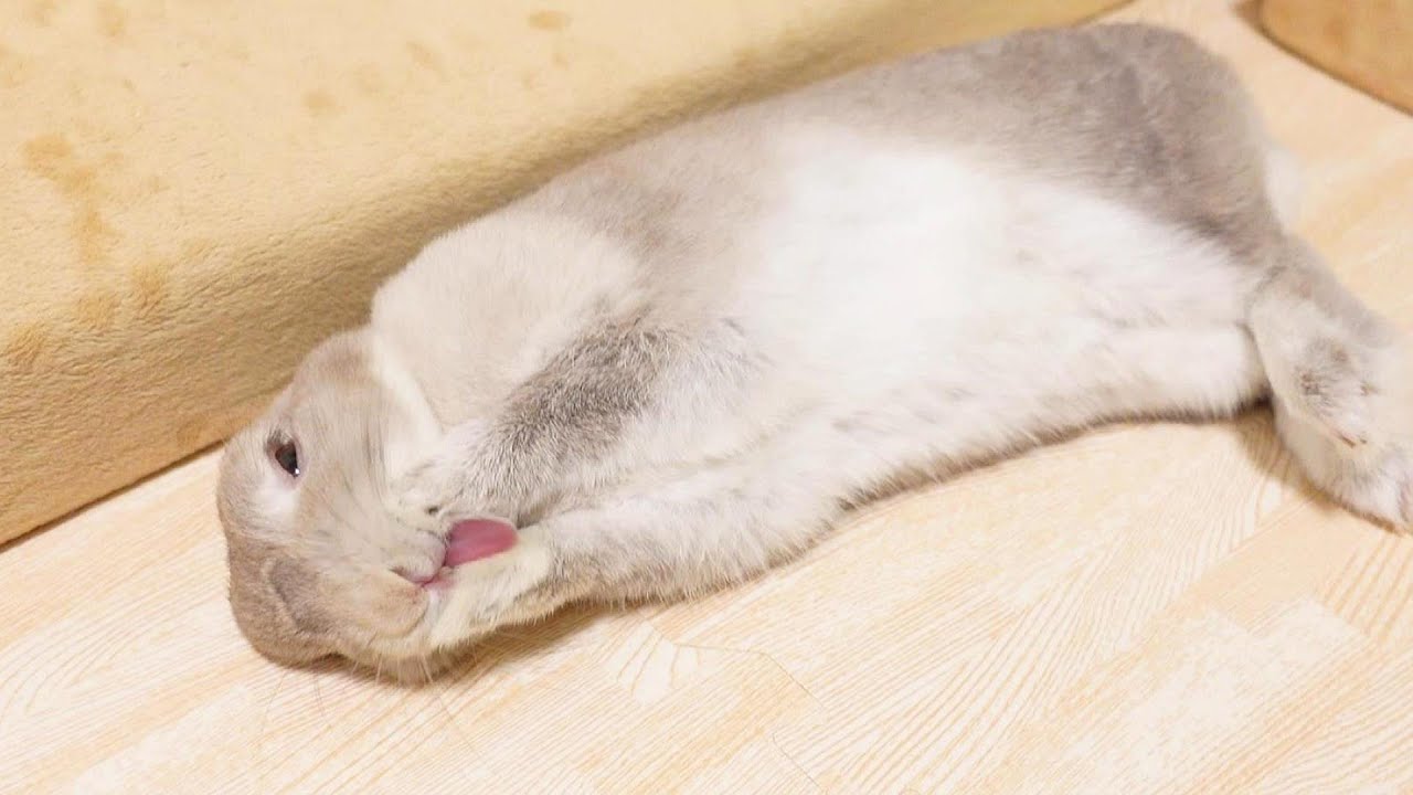 注意されたことに納得いってないときのうさぎさんの様子