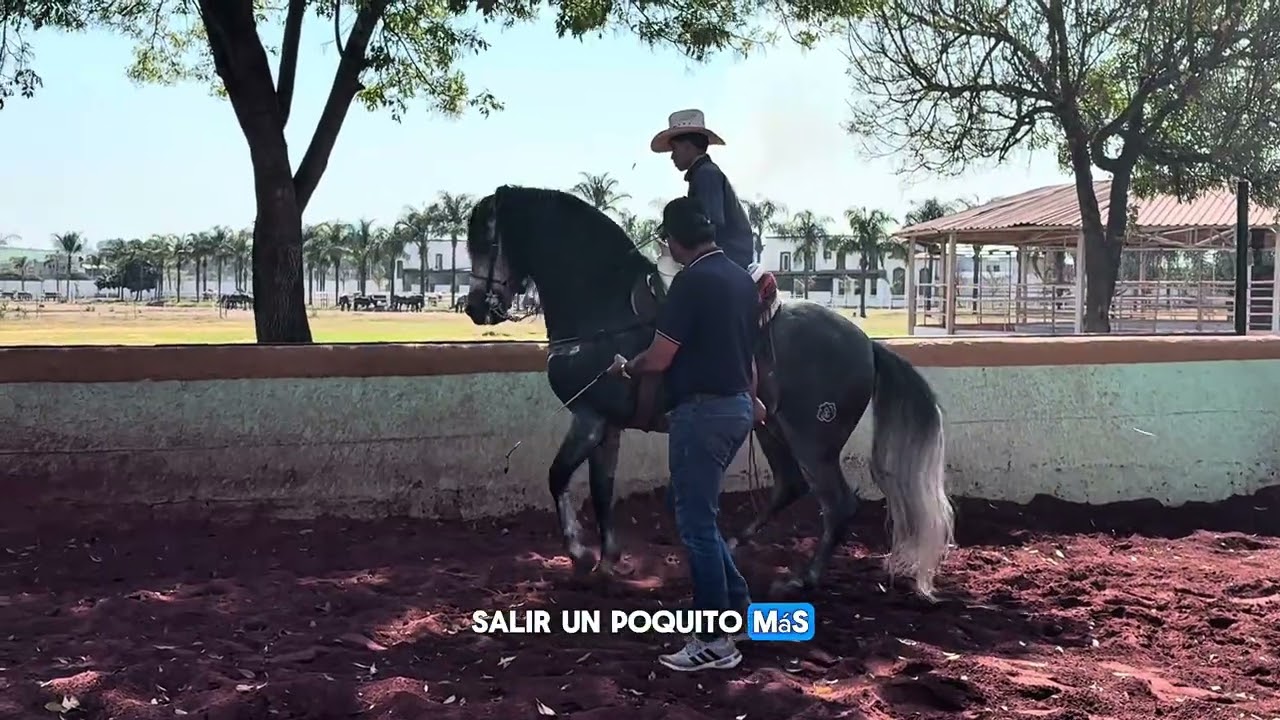 Master class doma clasica (Piaffe)