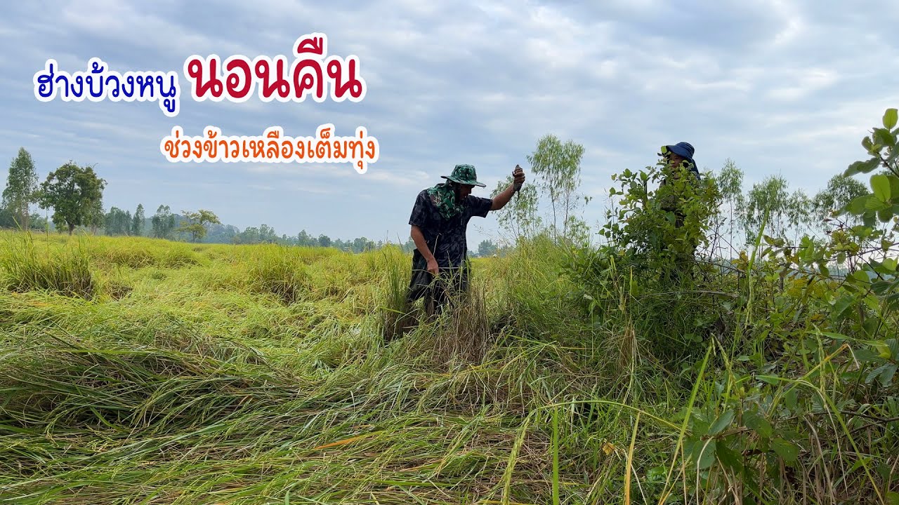 ออกหมายแต่หัวปีกะสิเป็นทรงนี้ ฮ้างบ่วงนอนคือกินข้าวทุ่ง