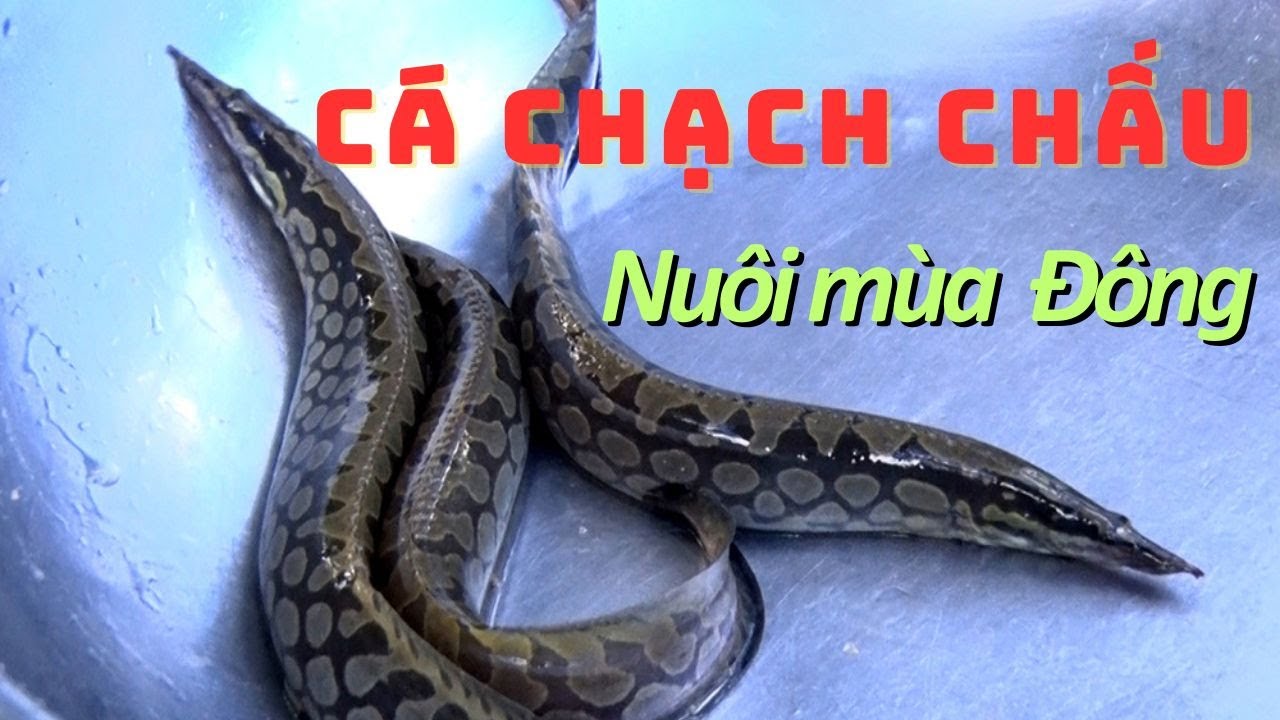 Kỹ Thuật Nuôi Cá Chạch Chấu Hiệu Quả Trong  Mùa Đông | Thủy sản Hùng Tiến
