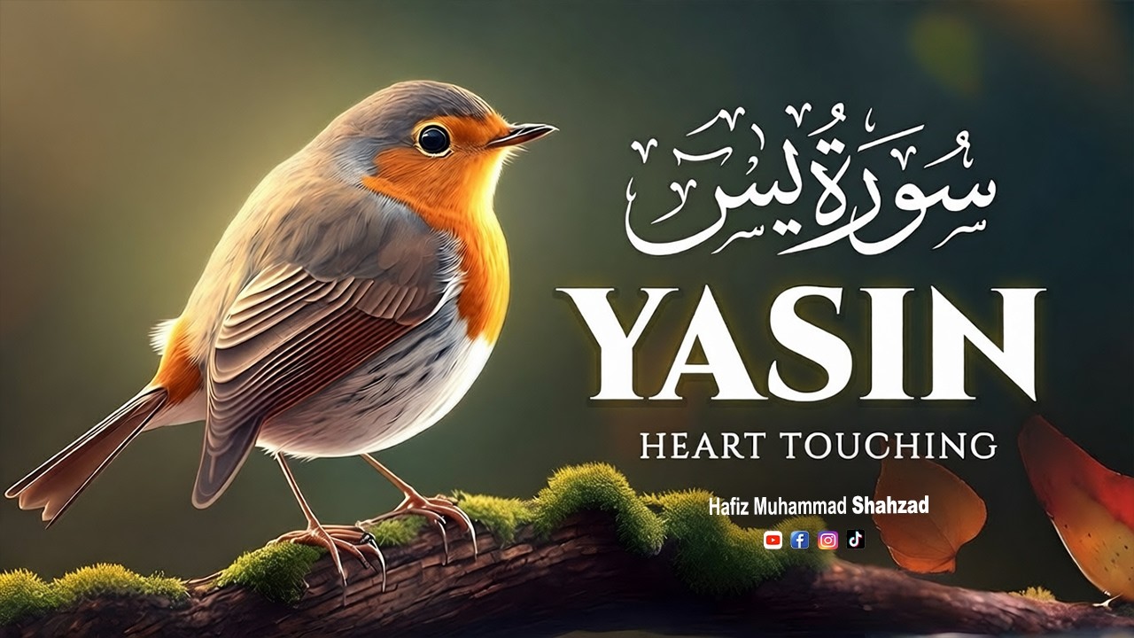 Surah Yaseen Soothing Quran Recitation with Urdu Translation | سورة یٰس | by Hafiz Muhammad Shahzad