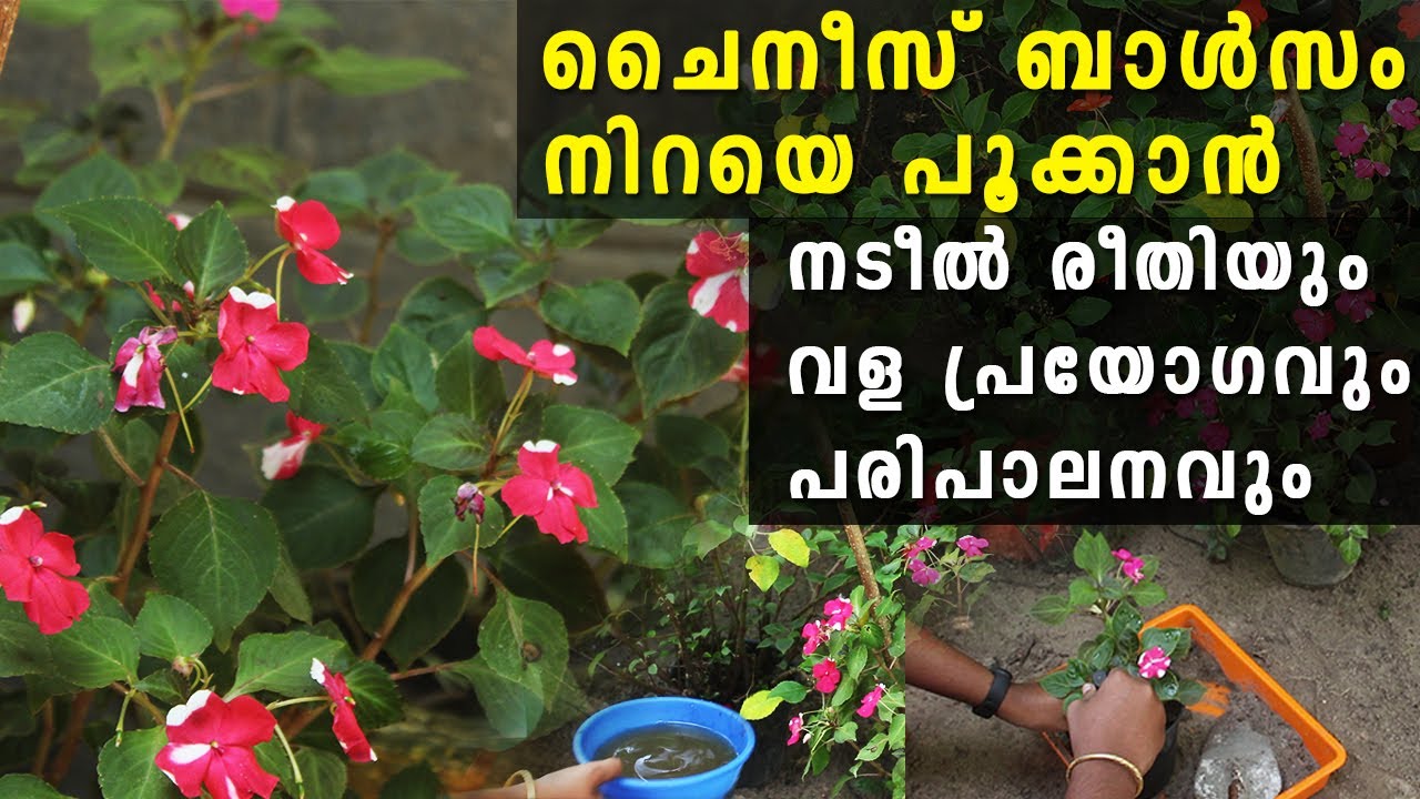 Chinese Balsam Plant Care in Malayalam | Impatiens Care | ചൈനീസ് ബാൽസം നടീൽ രീതിയും വള പ്രയോഗവും