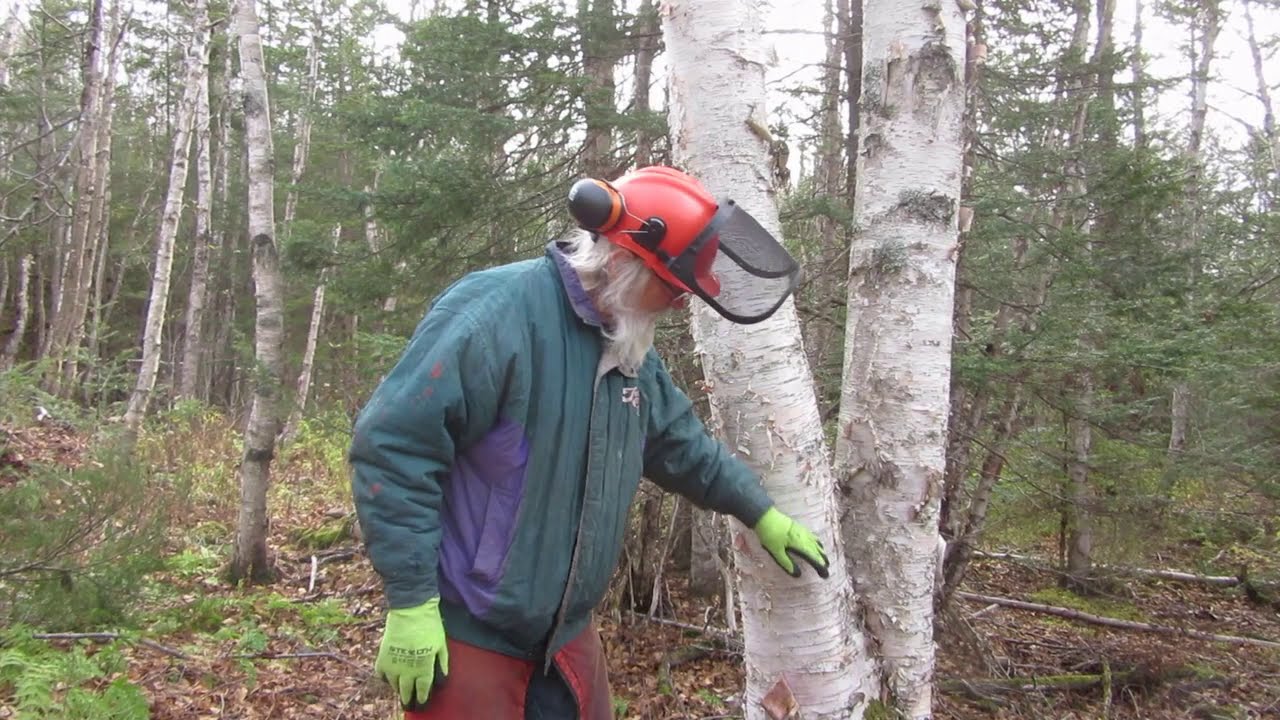 46 Felling a Multi-Stem White Birch in the Woodlot