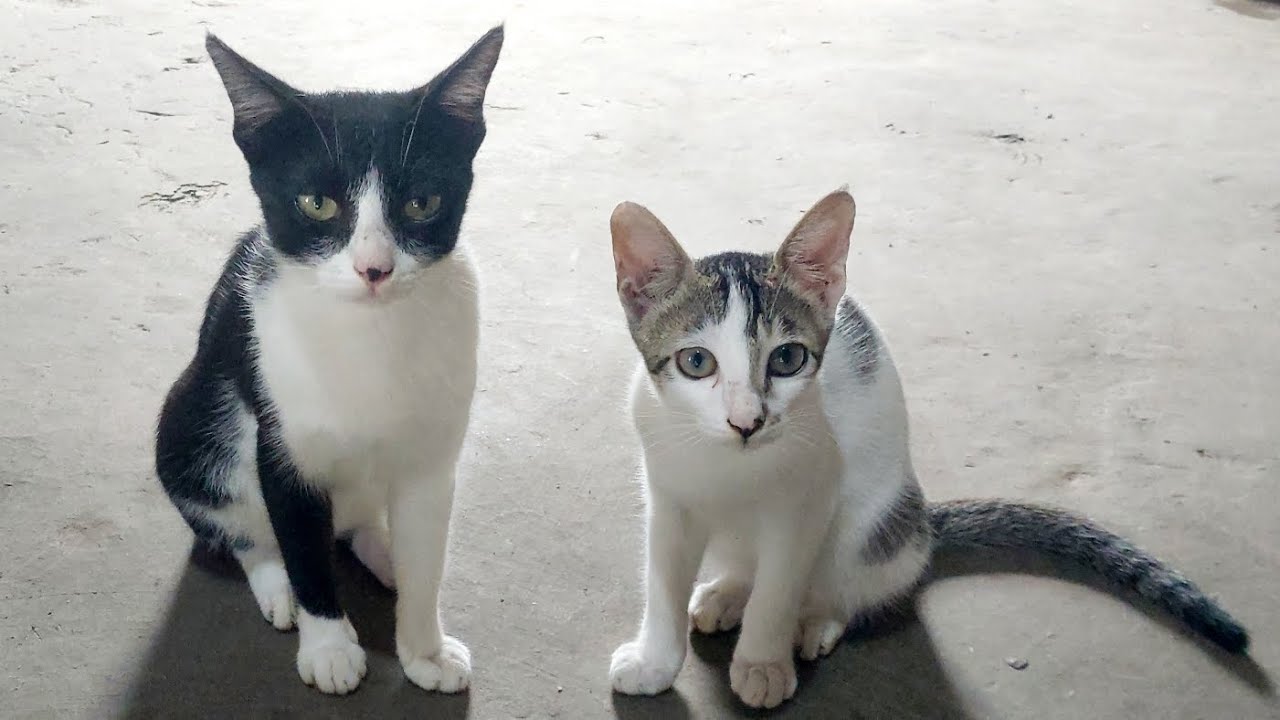 Cute mother cat and kittens funny videos |cute baby cats meowing l#catvideos #cat #meow #pets #funny