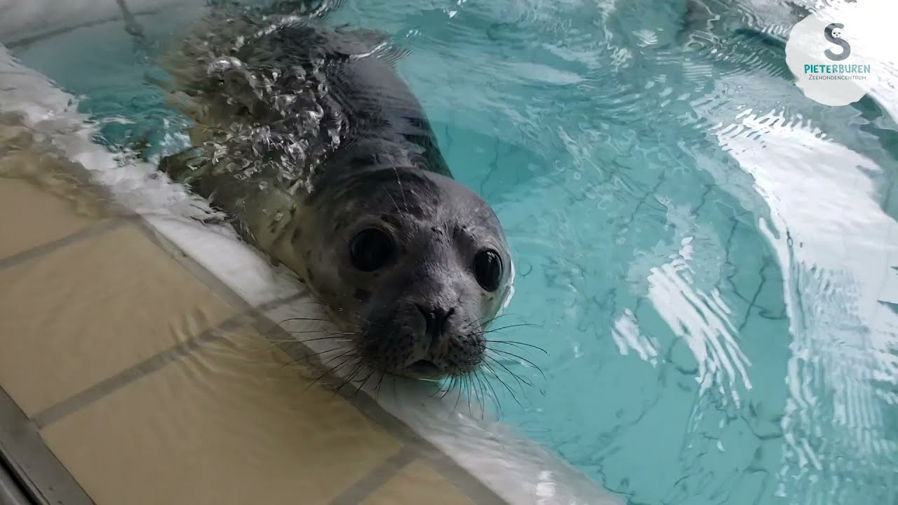 Moving seal pups Maximo, Simbad and Moana to bigger pool