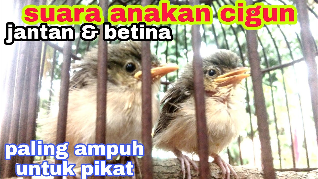 ciblek gunung anakan | suara cigun anakan umur 2 minggu ampuh untuk pikat | cigun liar