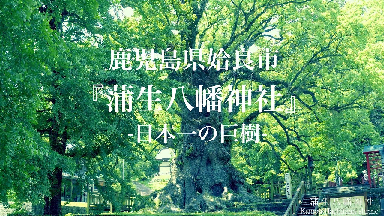 【4K】鹿児島県姶良市 『蒲生八幡神社-蒲生の大クス-』