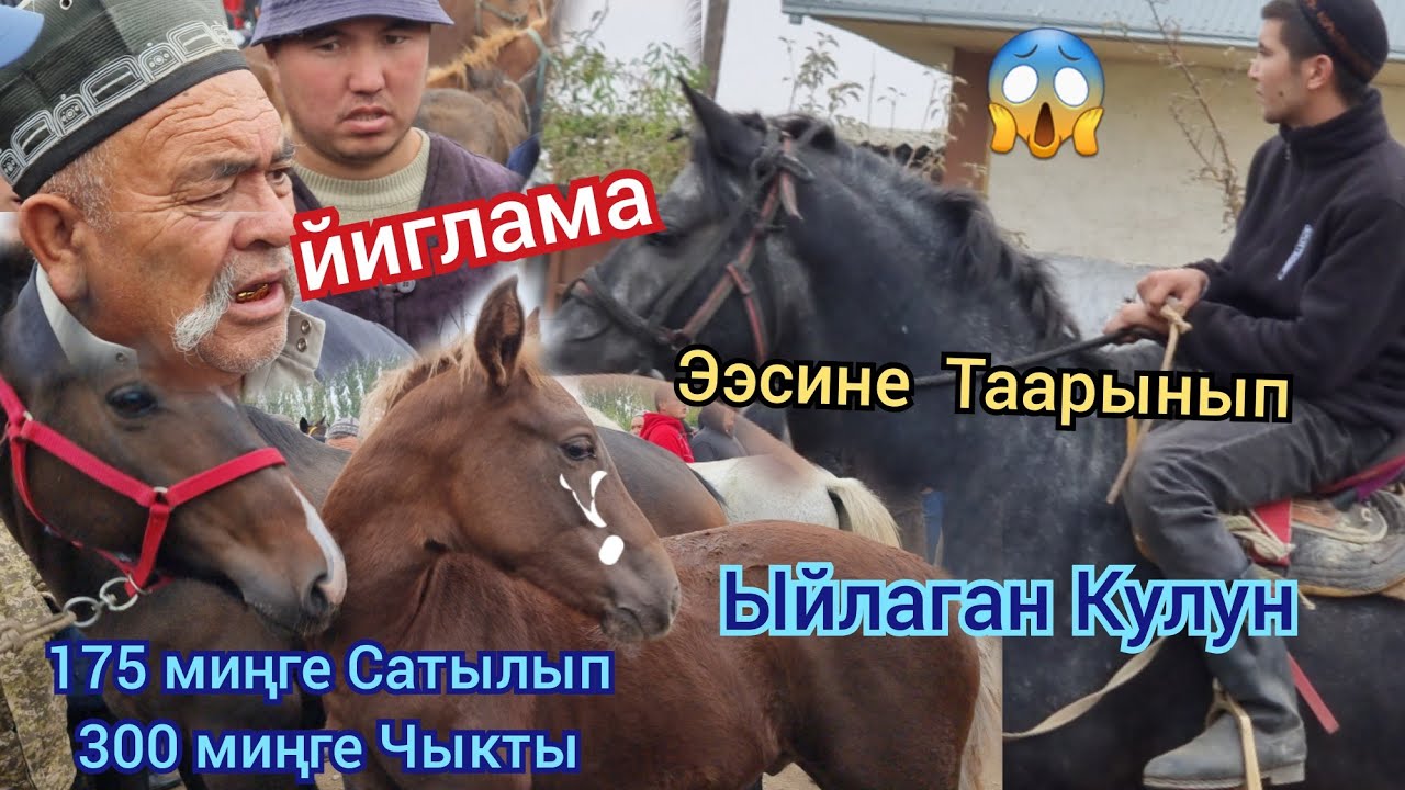 Бүгүн Базарда  175 миңге  Сатылды Кулун  Адыл ава  Чекеден  Алды  Ноокат 8-Октябрь