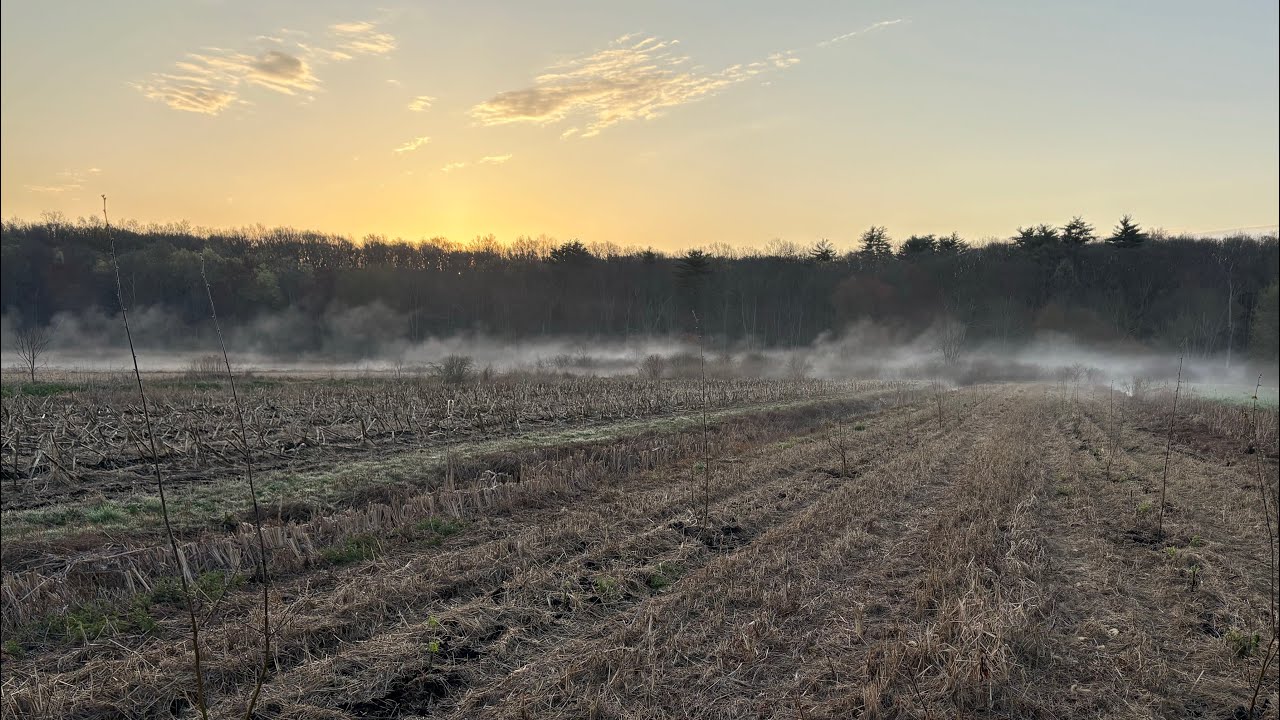 Hazelnut agroforestry system overview - preparation and planting