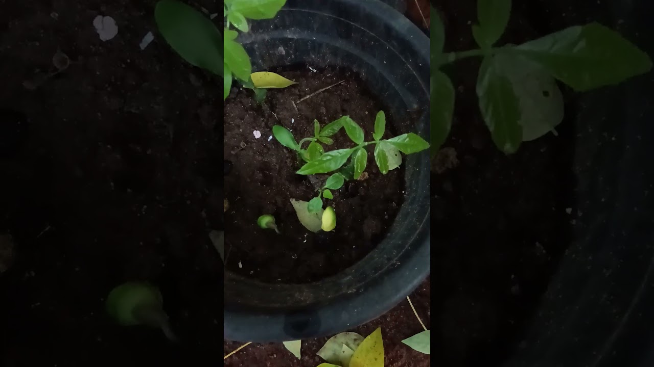 Soap nut plants growing from seeds