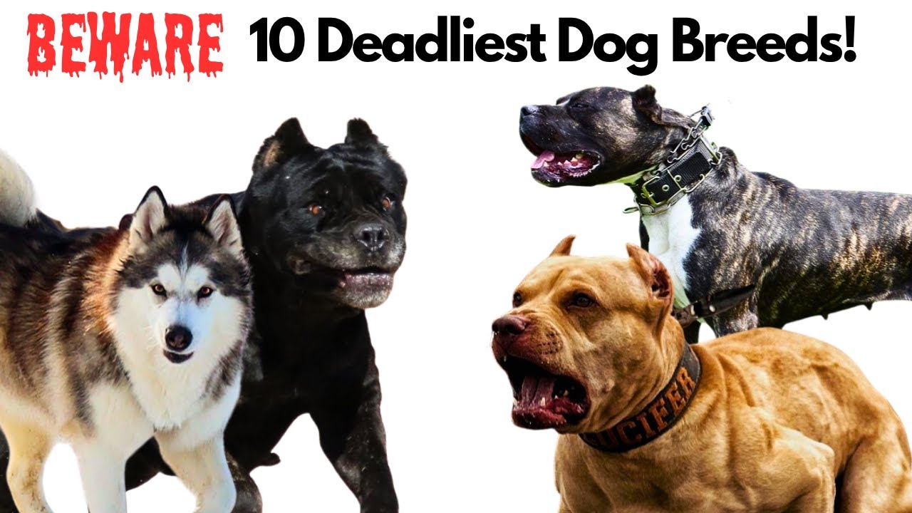 10 Most Aggressive Dog Breeds Worldwide
