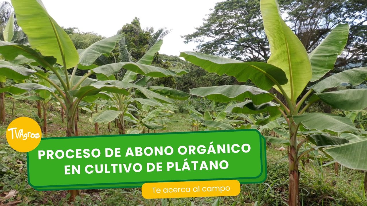 Proceso de abono orgánico en cultivo de plátano- TvAgro por Juan Gonzalo Angel Restrepo