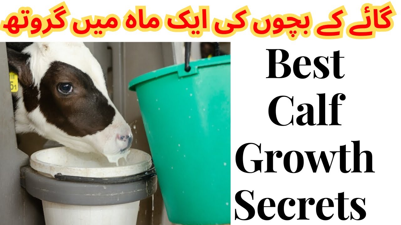 Amazing Calves Milk Feeding Process | Calf ko Doodh Pilane ka Tarika | Best Calf Growth Secrets