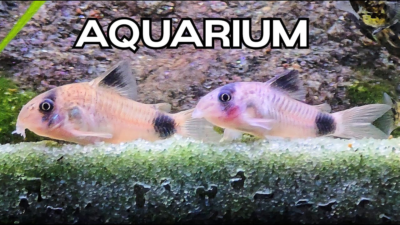 🔴LIVE Relaxing Aquarium 🐟🌿Calming Water Sounds for Focus & Sleep