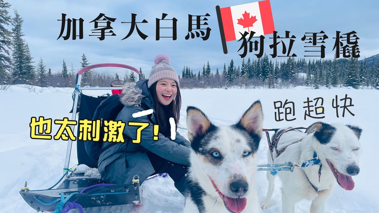 加拿大白馬四天四夜旅遊行程!自己駕駛狗拉雪橇也太刺激了! 究竟會不會被甩出去呢?! 夜晚極光中心等待極光出現 | Whitehorse#1 @leyotravel樂遊人
