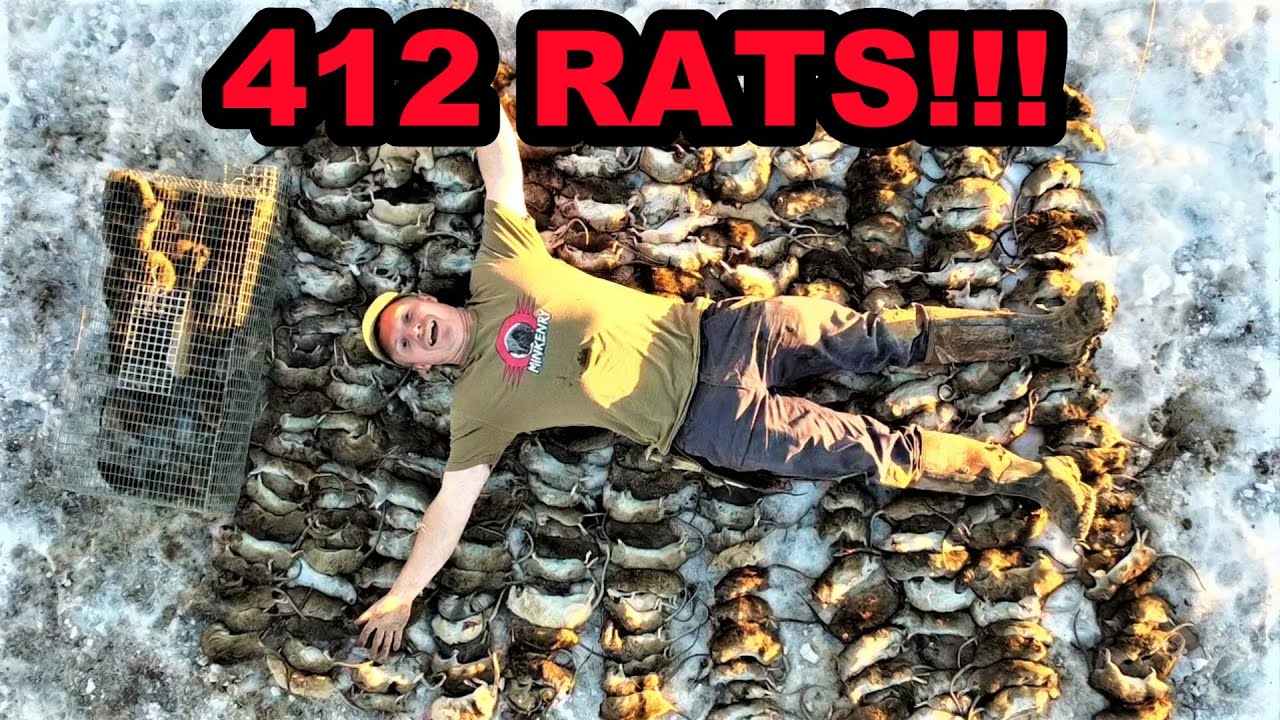 RECORD BREAKING 412 RATS Caught with Mink and Dogs!!!