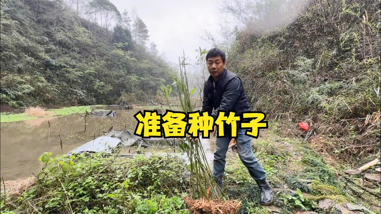 雨锅真勤快！倒完鱼塘还到地里去种小竹子