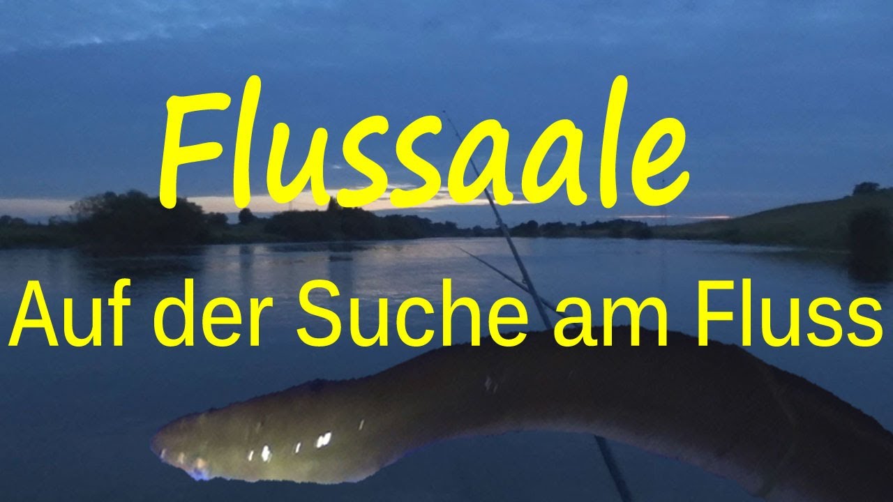 Flussaale an neuer Strecke suchen