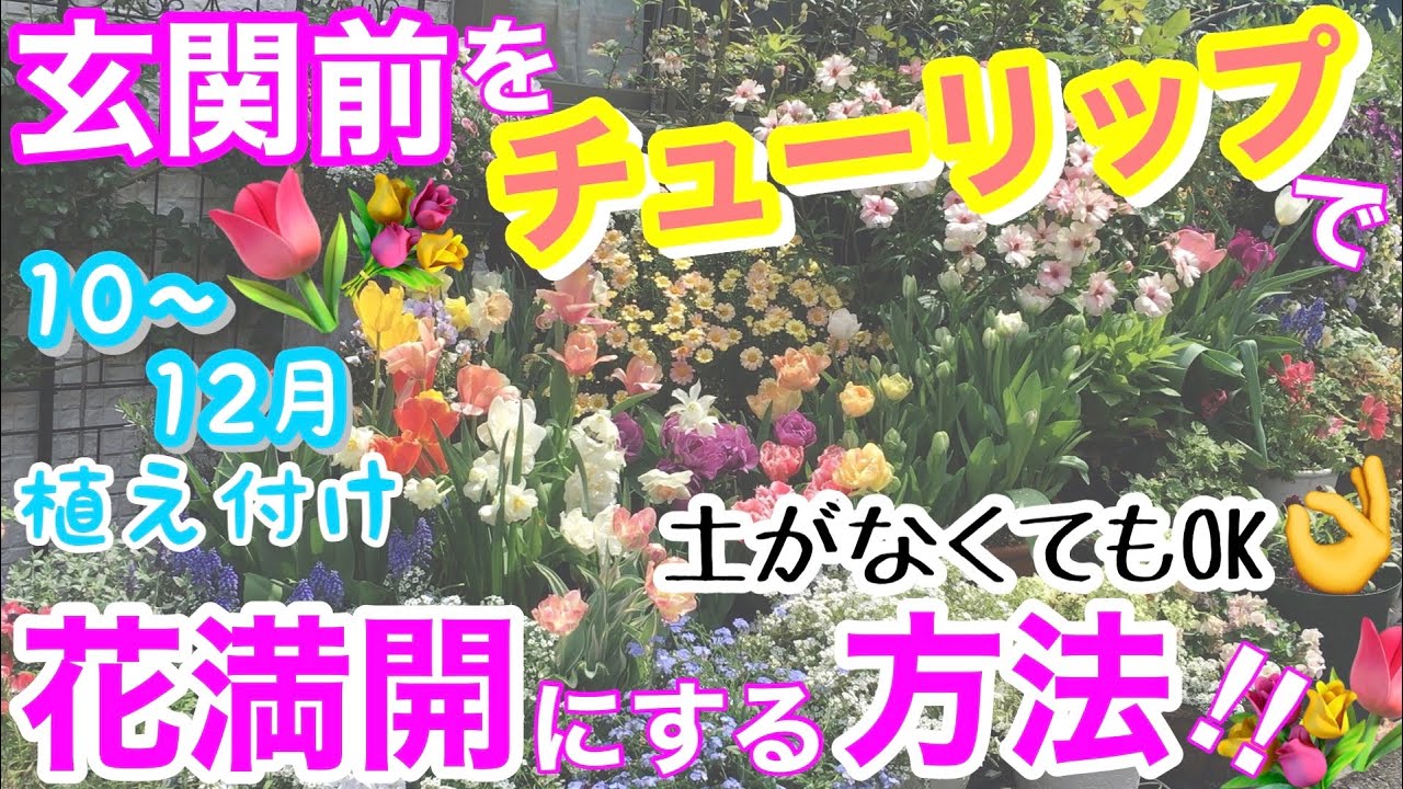 【チューリップ】今植えよう🌷土がなくても、玄関前をチューリップ園にする方法🤗 / 10〜12月が適期、球根植え付けの5ポイント/ 寄せ鉢って何？/ この方法で写真映えスポットに✨【ガーデニング】