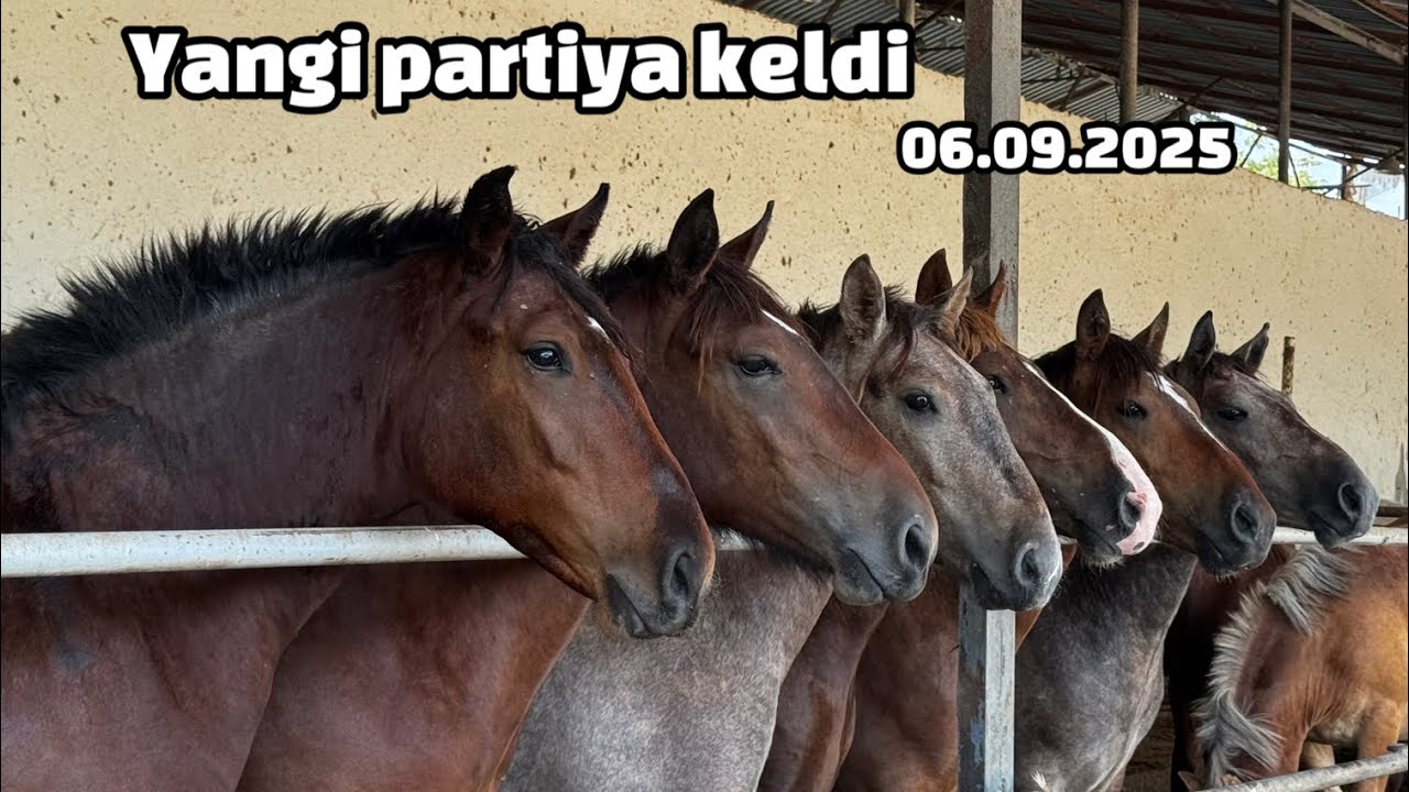 Rassiyani eng zor toylari keldi. Tanlashni ozi mahorat, sababi bir biridan zor ekan