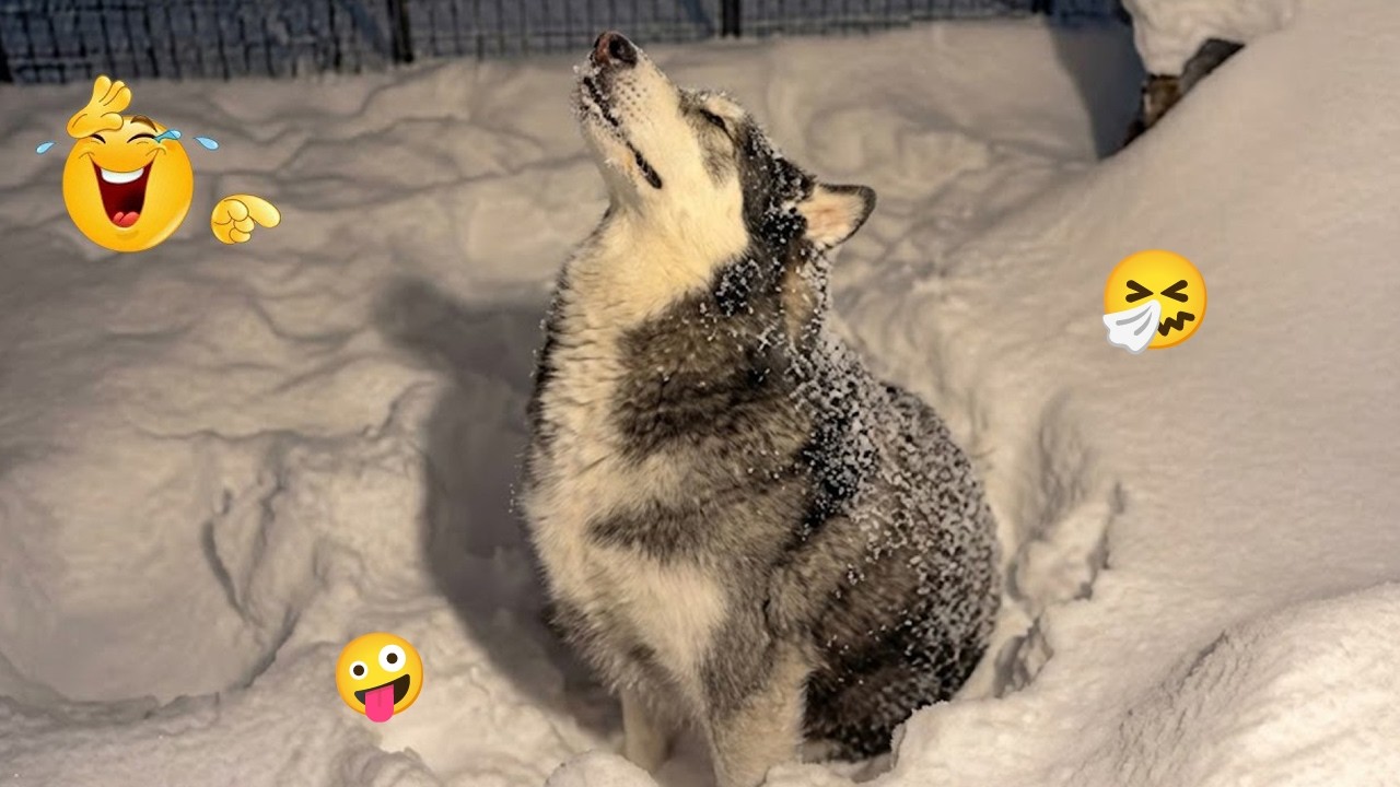 These Dogs Went Too Far 🤣 Funniest Dog Fails 2026 #62