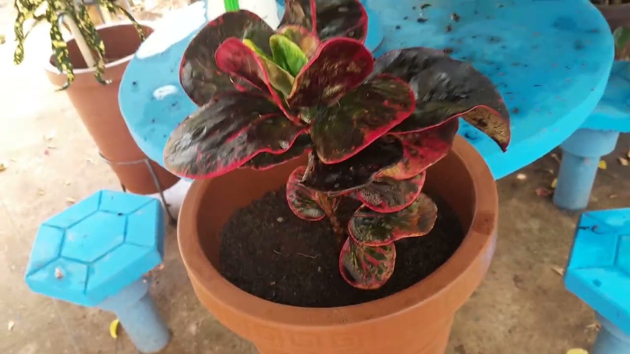 CUIDAR DE PLANTAS ME AGRADA.CROTON DESBOTA A COR?