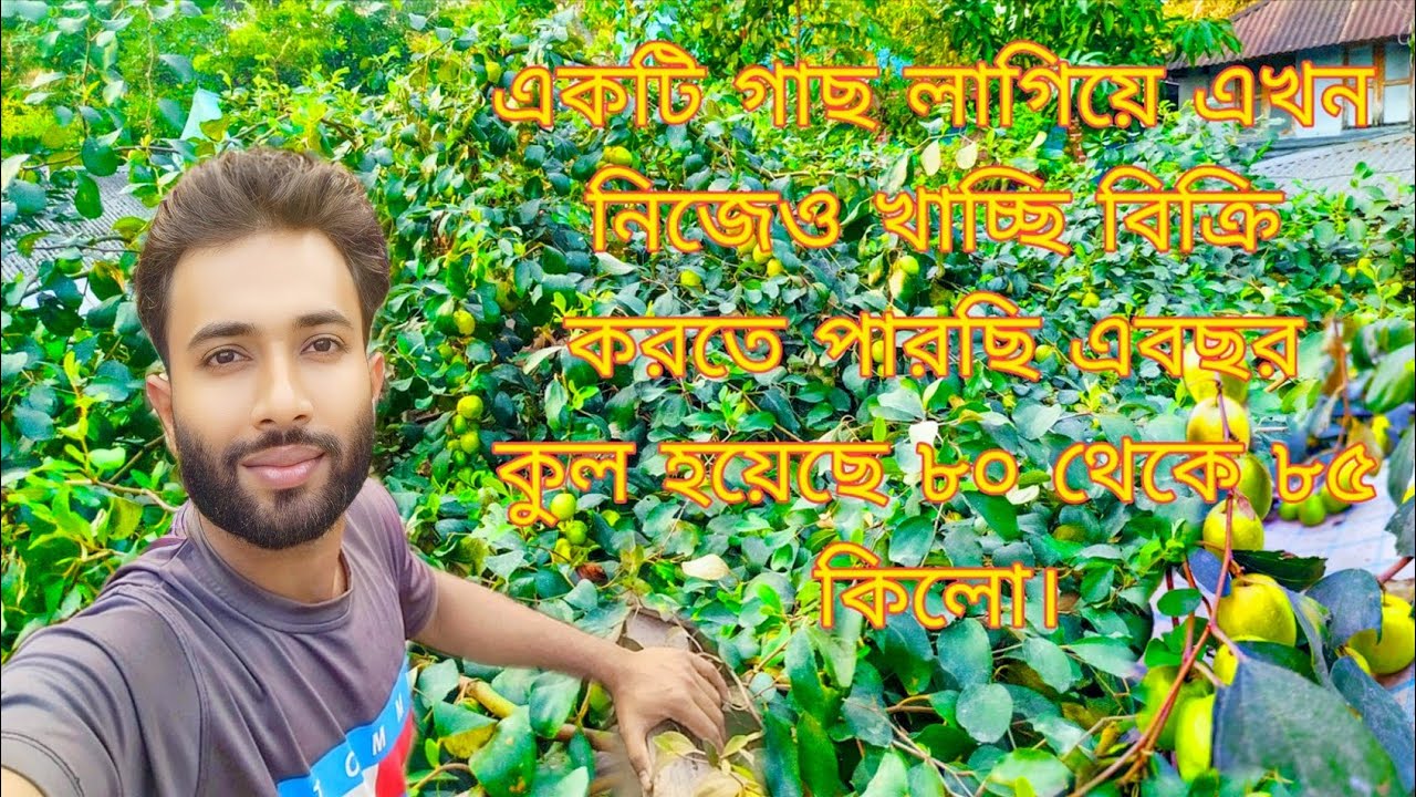 জামা পরানো কুল গাছ আপনারা এই প্রথম হয়তো আমার ভিডিওতে দেখবেন।