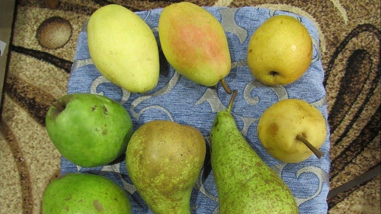 Груша Дюшес, Киргизкая зимняя, Конференция, Лукас