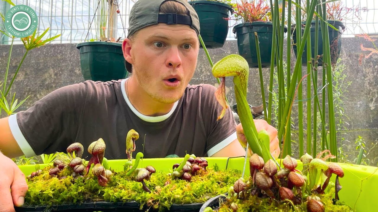 Comment Cultiver la Plante COBRA (Plante Carnivore) 🐍 ? 5 ASTUCES !