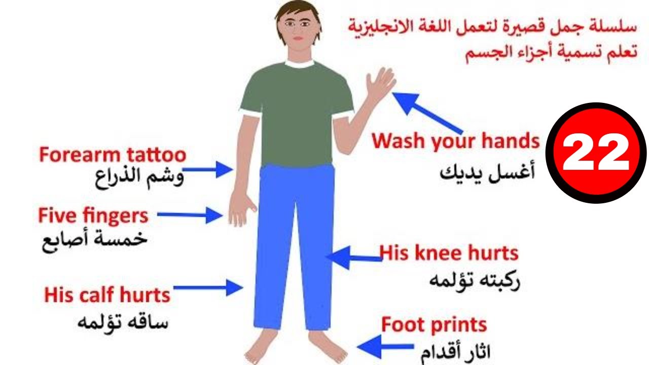 تعلم تسمية أجزاء الجسم بالانجليزي في جمل - اعضاء جسم الانسان بالانجليزي والعربي