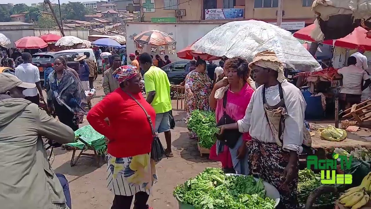 Cultiver et vendre laitues et chicorées est un business en croissance
